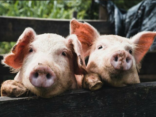 Irrtum wegen Navi-Fehler: Schlachter tötete falsche Schweine